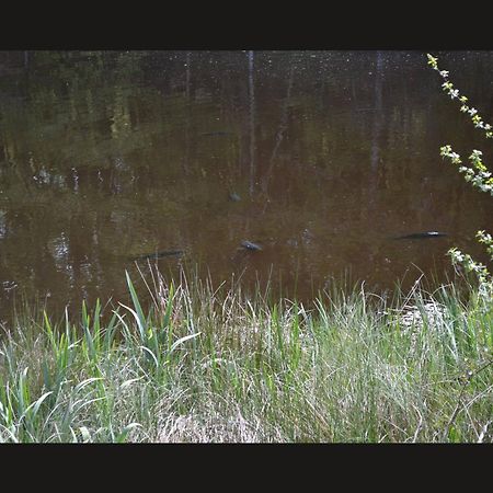 Cabane Limousine Au Bord D'Un Etang Bonnac-la-Côte Exterior foto