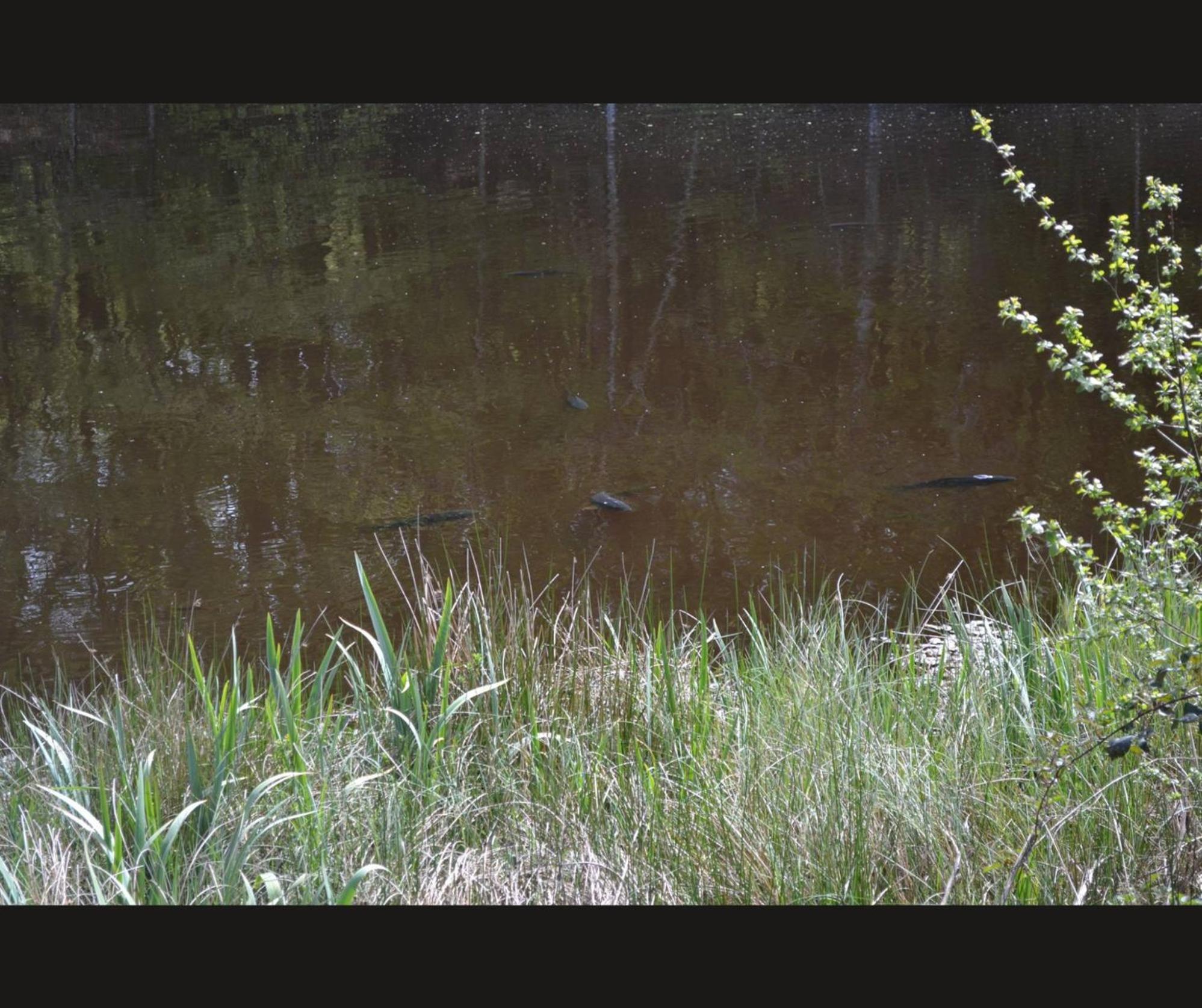 Cabane Limousine Au Bord D'Un Etang Bonnac-la-Côte Exterior foto